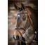 LeMieux Competition Flash Bridle in Havana